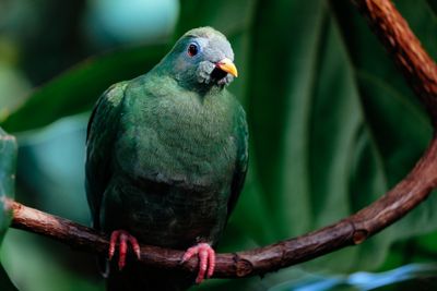 A black-naped fruit dove