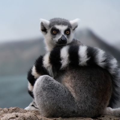 Two lemurs sitting on a tree limb